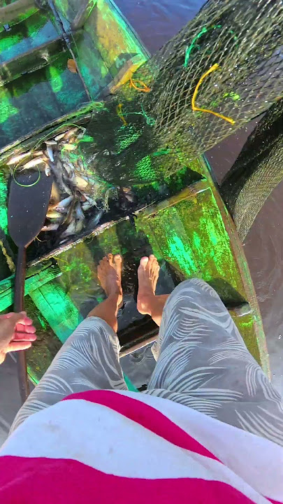 Tracing the dragon trap #patehinte