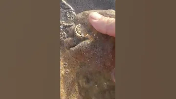 وجدت خاتم من دهب في البحر 