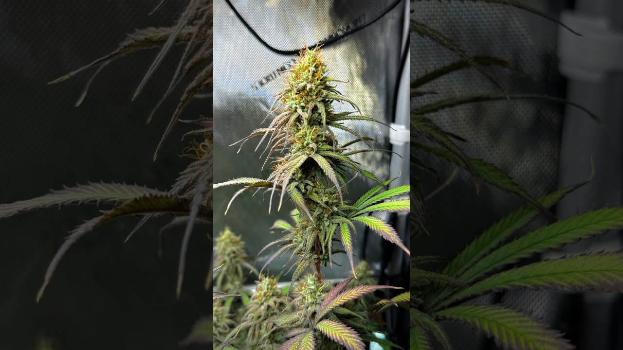 CBD Critical Mass by Phoenix Seeds | End of Week 7