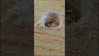 HOW TO DRILL WITHOUT DAMAGE WOOD