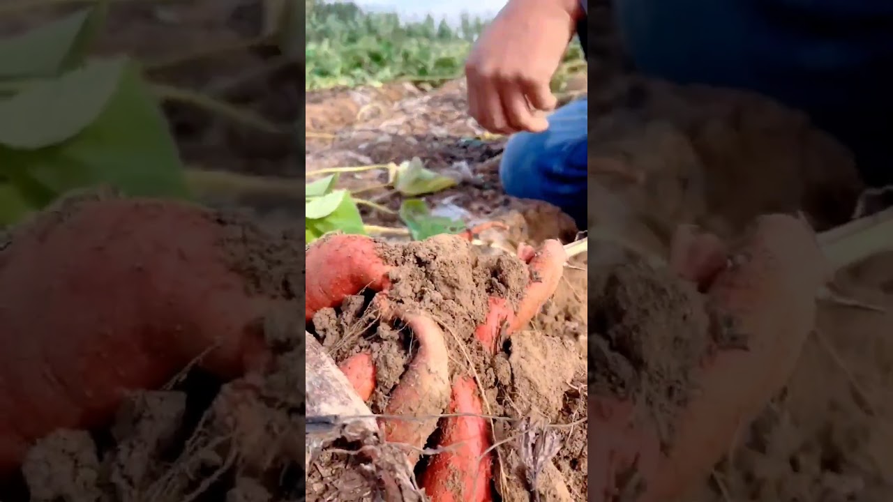 Rural Farm  enjoy real life modern farming tool 10002