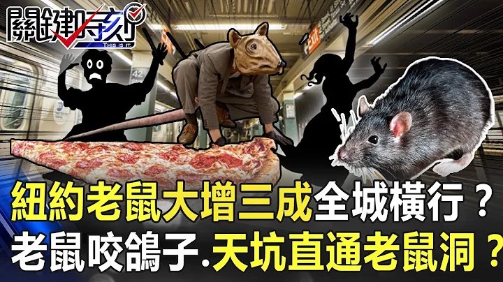紐約老鼠大增三成全城橫行！？兇猛老鼠狠咬鴿子、路上天坑竟直通老鼠洞！？【@ebcCTime】20201124-6 劉寶傑 王瑞德 - 天天要聞