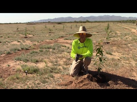 Video: Výsadba ovocných stromů na jaře podle lunárního kalendáře