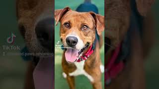 They said a 3-year-old Foxhound/Coonhound mix like Duke would be too loud 😭🇺🇸👇 #adoptdontshop #pet