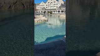Disney World Yacht Club Storm Along Bay Family of Ducks