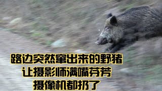 狩猎危机时刻！！野猪直面攻击摄像师，慌乱中猎人队友加急支援