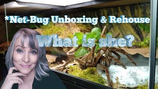 Burgundy Iath Stirmi Net-Bug Unboxing & Rehouse