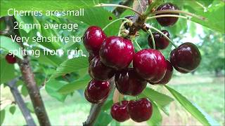 Celebrity Early Lory & Sweet Early cherries Overview Net Worth
