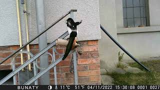 magpies