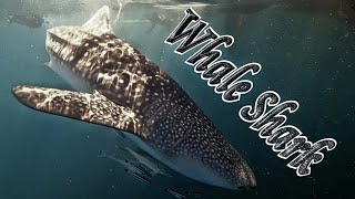 🐋🦈 Swimming with Whale Sharks 🤿 by tletter 190 views 10 months ago 4 minutes, 46 seconds