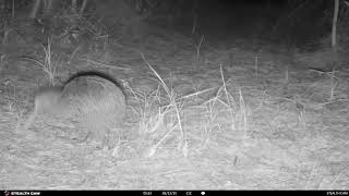 New camera site and new kiwi! 12th Feb 2025