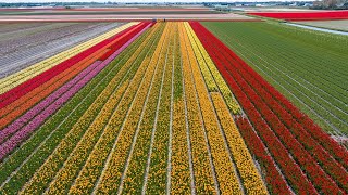 Beautiful tulip fields in The Netherlands
