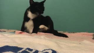 Cat gives birth to 6 kittens!