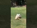 We Wanna Be Famous! W.T.E. #shorts #youtubeshorts #dog #dogvideos #funnydog #viralshorts #doglover