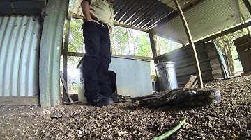 carpet python in tallebudgera