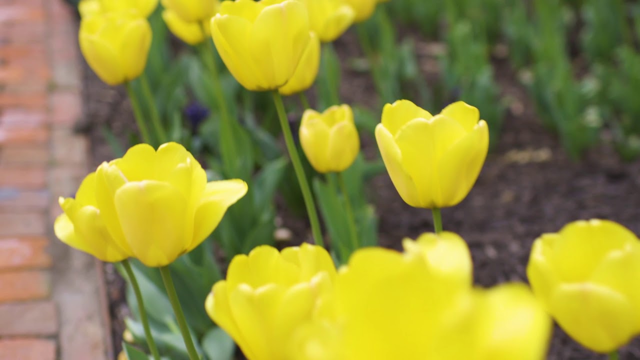 The 2019 White House Spring Garden Tours Youtube