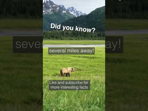 Bears sense of smell