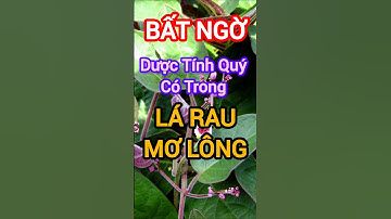 Bạn Sẽ Bất Ngờ Với Những Dược Tính Quý Có Trong Lá Mơ Lông #dinhduong #health #suckhoe #molong