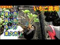 【家庭菜園】いちご栽培 9月④ とちおとめ ・ 章姫 ・ 蜜香 ・ 宝交早生　強弱苗の葉欠き作業