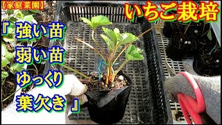 【家庭菜園】いちご栽培 9月④ とちおとめ ・ 章姫 ・ 蜜香 ・ 宝交早生　強弱苗の葉欠き作業