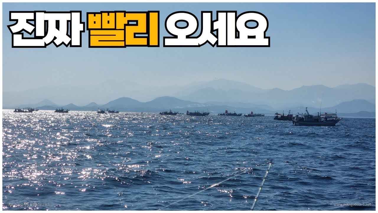 지금 동해는 어구가자미가 제철입니다
