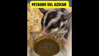 Petauro del azúcar 🐿️