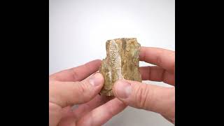 Video: Fossil wood, Morvan, France, 233 grams