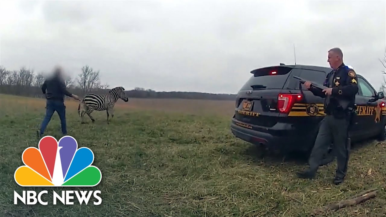 Ohio man hospitalized following zebra attack