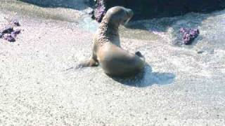 Sea Lion Games screenshot 3