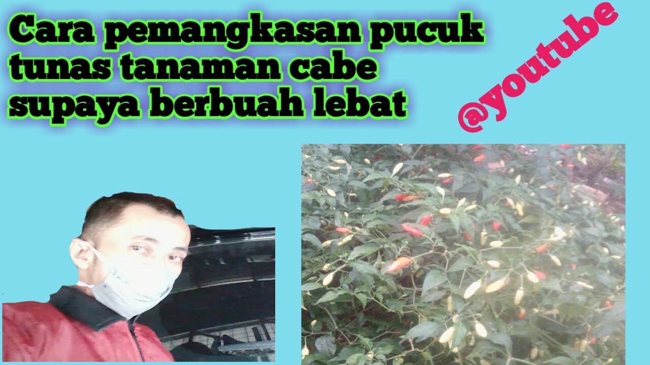 Teknik dan cara pemangkasan pucuk tunas agar berbuah banyak | 2020