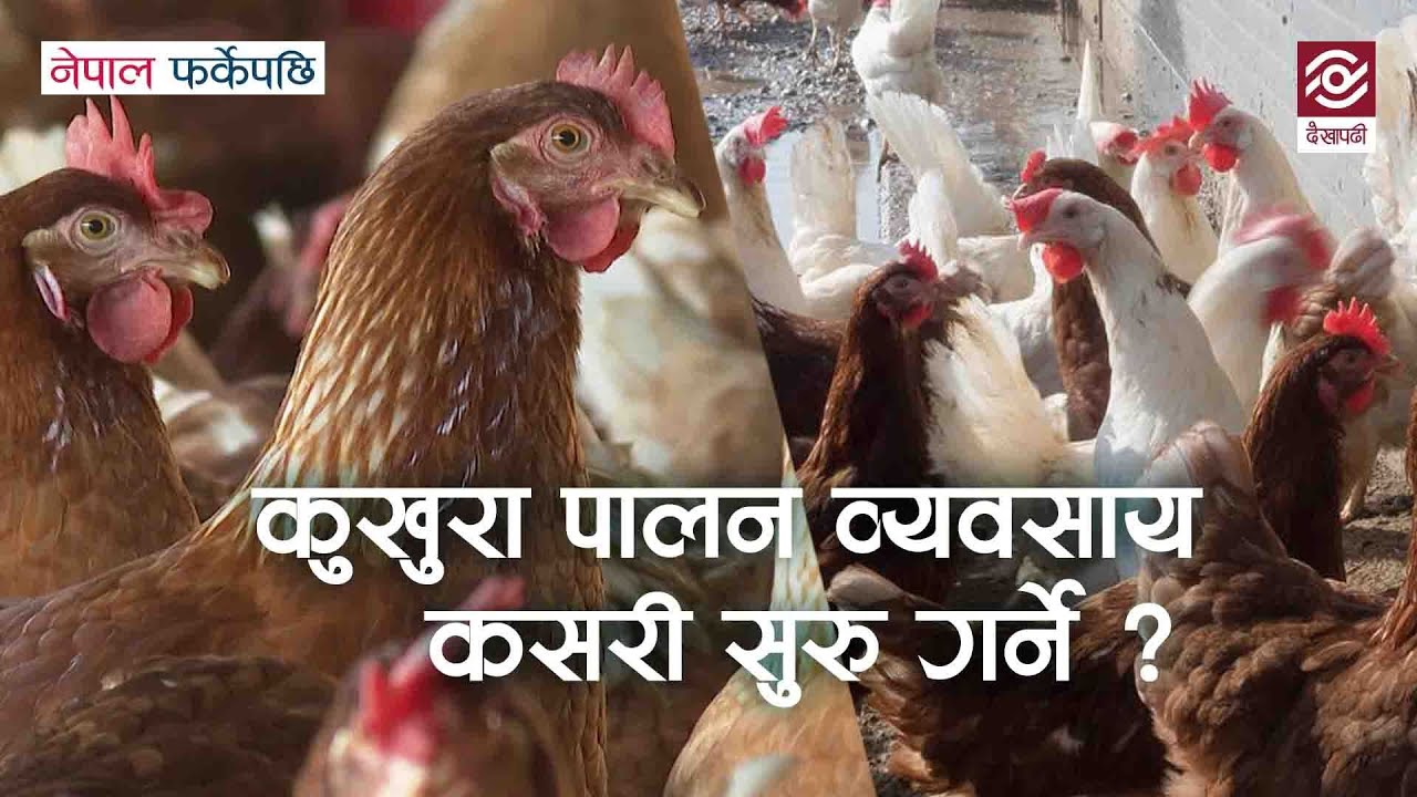 कुखुरा पालन व्यवसाय कसरी सुरु गर्ने ? | Poultry Farming | Nepal Farkeypachi |  Episode 11