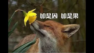 201303 如是因　如是果10684