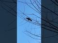 Crow Drama