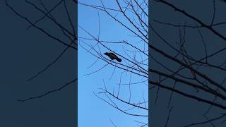 Crow Drama