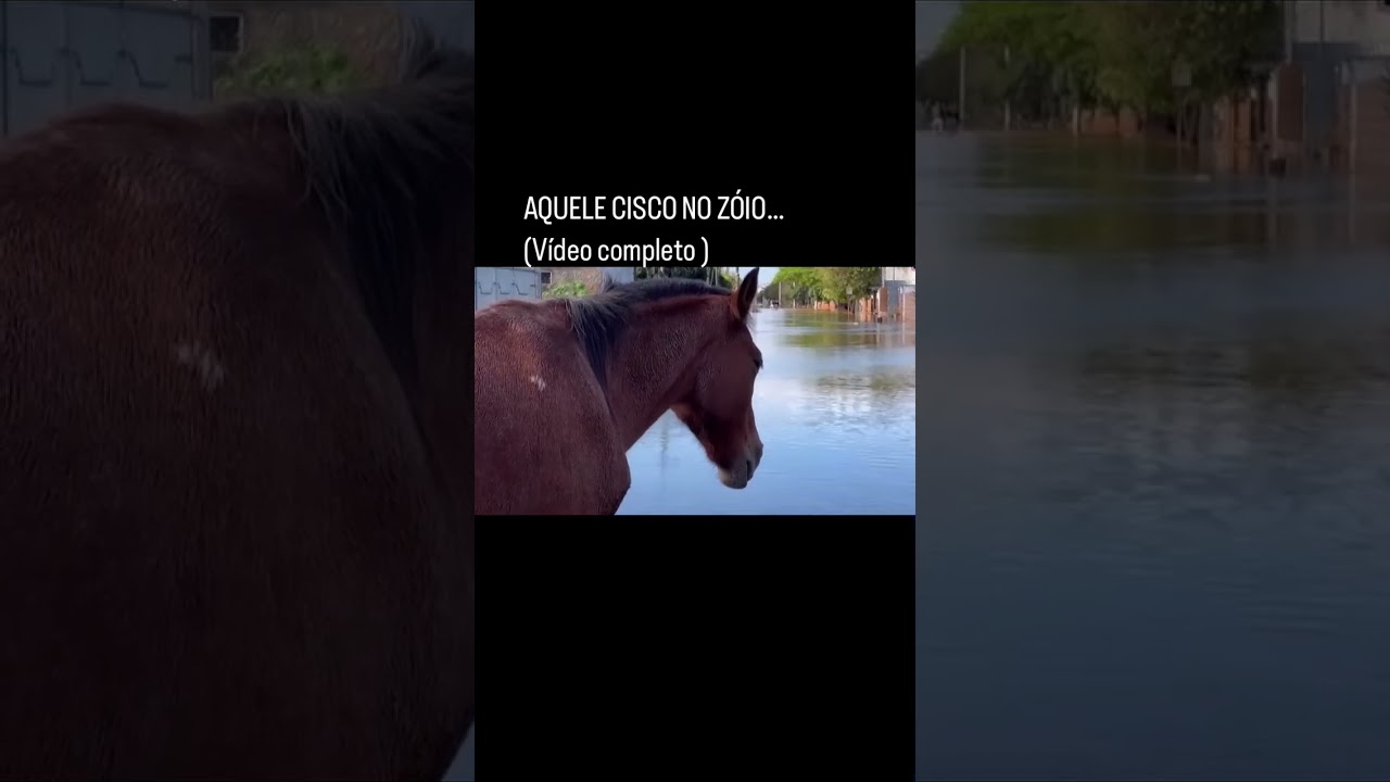 Aquele cisco no zoio