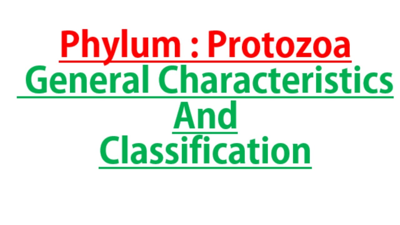Phylum Protozoa General characters and Classification #Part 1 - YouTube