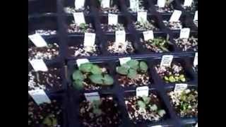 Outdoor Organic Garden Update 3