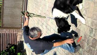 Азиатская овчарка()5.avi Азиатская овчарка()5.avi