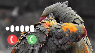 new ringtone 2022 | mobile ringtone | ARC | bird ringtone love ringtone status screenshot 4