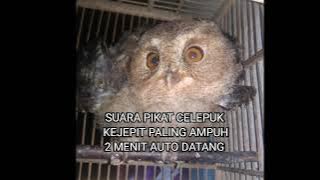 suara pikat burung hantu celepuk kejepit paling ampuh bikin burung celepuk datang