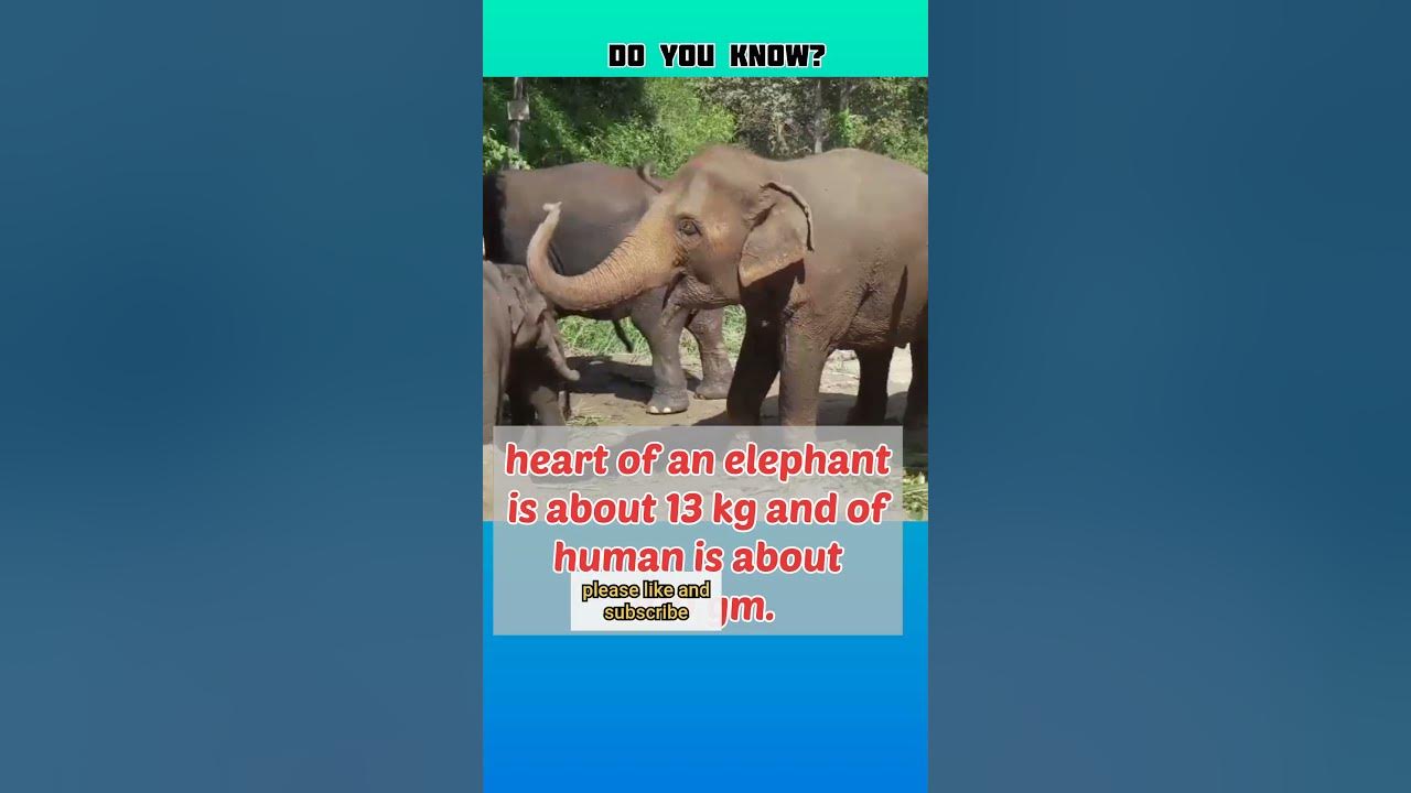 Fact 25 heart of elephant youtube