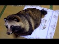 今日のタヌッツ2017/02/10(Today's TanuSnack)