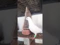 love birds and pigeon #punjabi #pigeon #trending #kabootar #ytshorts #ytviral #sundh_dihat