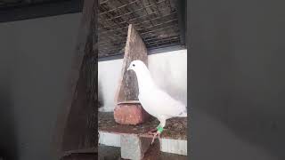 love birds and pigeon #punjabi #pigeon #trending #kabootar #ytshorts #ytviral #sundh_dihat