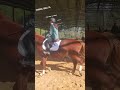 Horse riding posting trot with april plf equestrian canter pony horseriding equestrianlifestyle