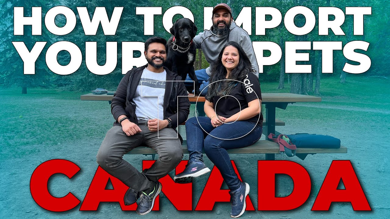How to import your pets from India to Canada? || Complete process ...
