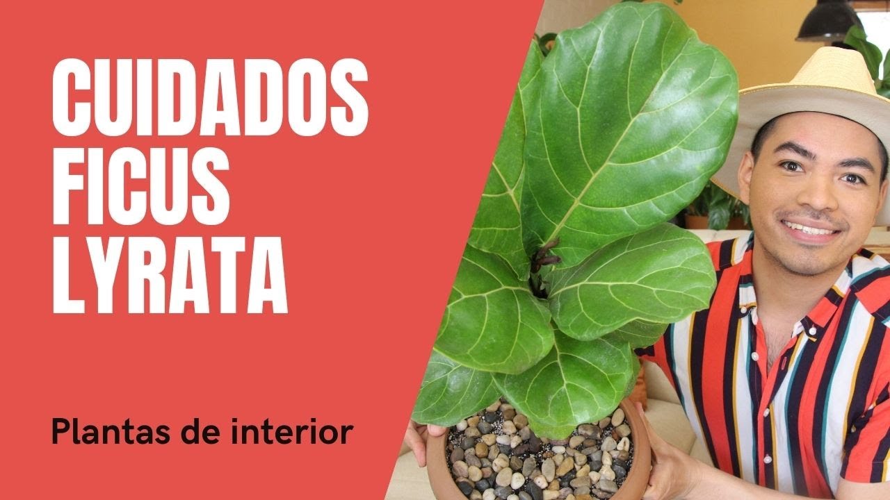 🏅 Cómo usar un medidor de humedad para saber cuándo regar su Ficus Lyrata  