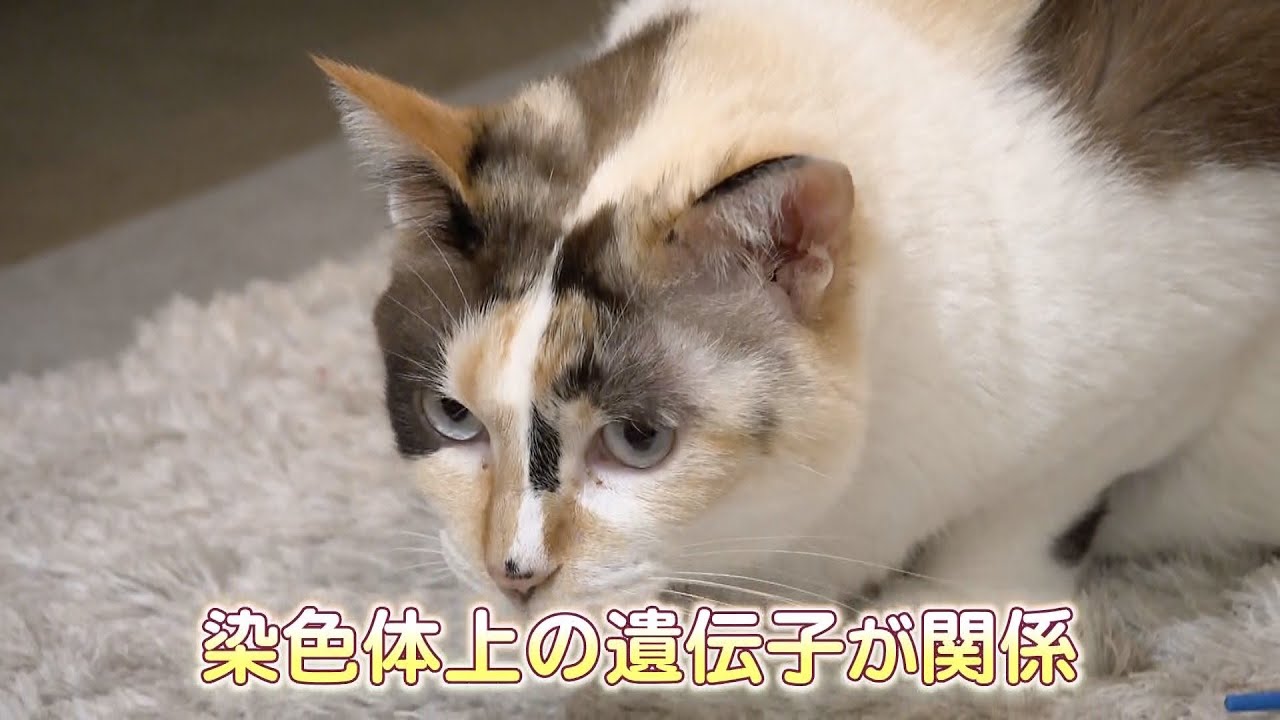 The mystery of calico cats has finally been solved: the gene that
