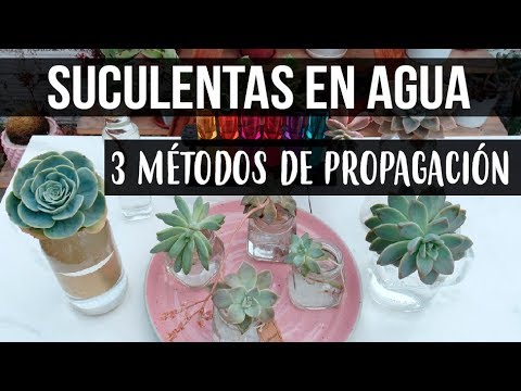 Video: Propagación de suculentas en agua: Consejos para cultivar una suculenta en agua