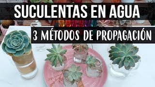 REPRODUCIR SUCULENTAS EN AGUA-LOGROS EN 1 SEMANA